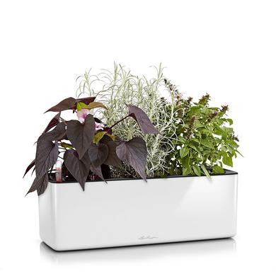 Lechuza Cube Glossy